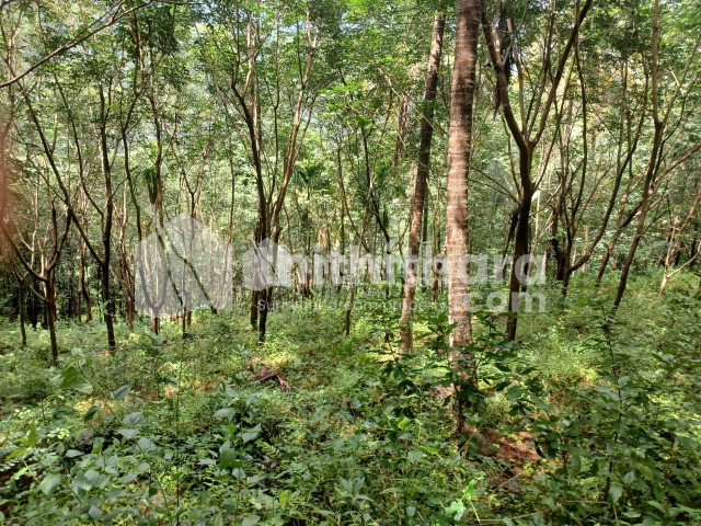 Residential Land available for Sale in Anandhasramam (way) kottappara, Kanhangad, Kasaragod