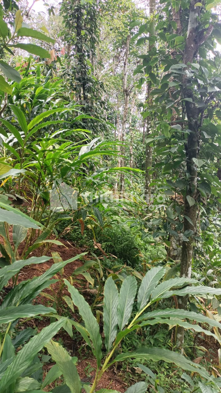 Residential Land Available for Sale in Devikulam Idukki