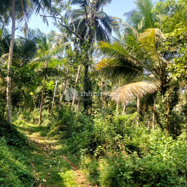 Residential Land Available for Sale in Elathur Kozhikode