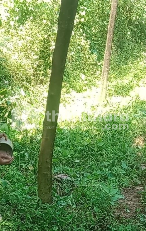 Rubber plantation for Sale in Rajapuram ,Kasargod