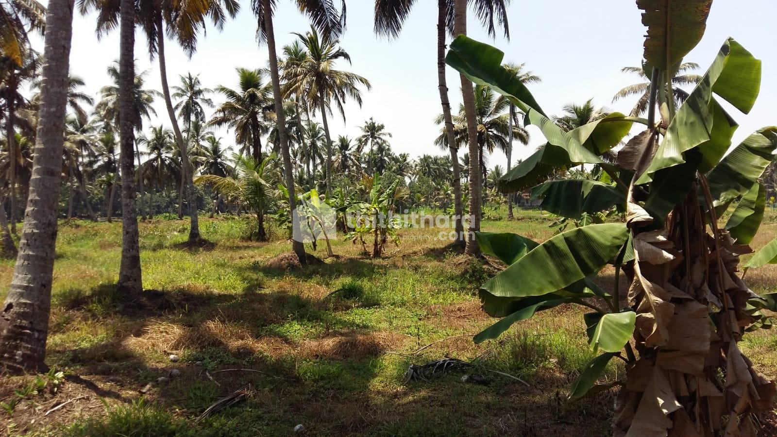 Commercial Plots Available for Sale in Kuttanad Alappuzha