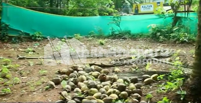 Residential Land available for Sale in Mankavu Kozhikode