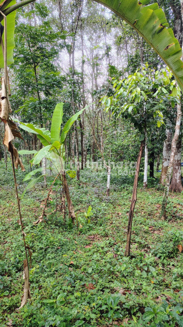 Residential Land Available for Sale in Meenachil Kottayam