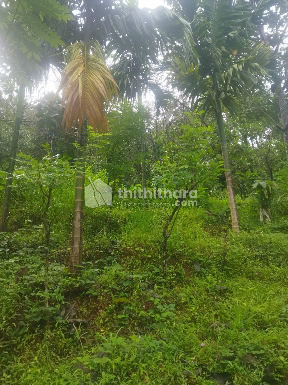 Residential Land Available for Sale in Peravoor Kannur