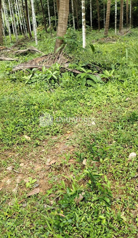 Residential Land available for Sale in Manjeshwaram Kasaragod