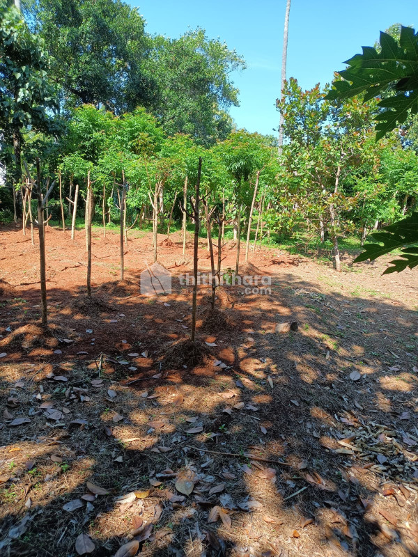 Residential Land available for Sale in Chalakudy Thrissur