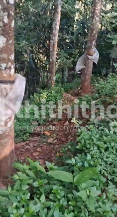 Residential Land Available for Sale in Selliyampara Idukki