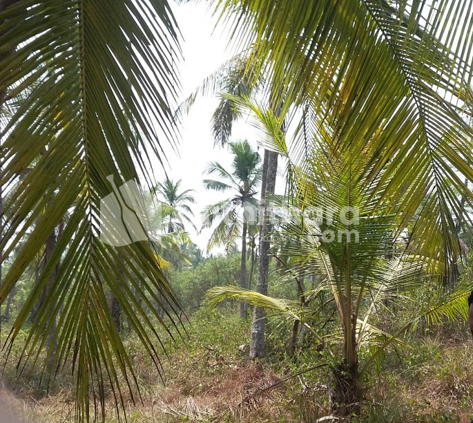 Agricultural Land Available for Sale at Kanhangad Kasaragod  