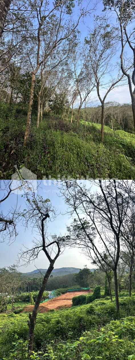 Residential Land Available for Sale in Thamarasseri Kozhikode
