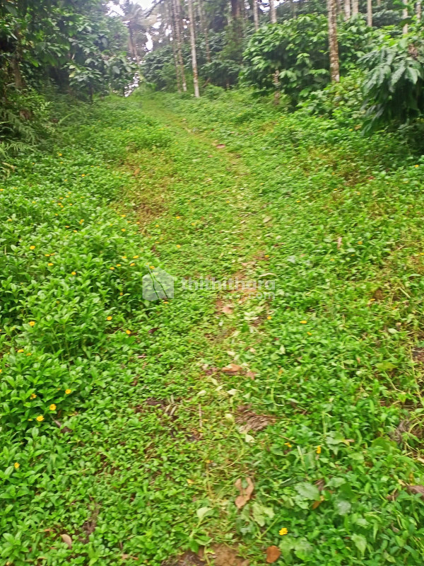 Residential Land Available for Sale in Kalpetta Wayanad