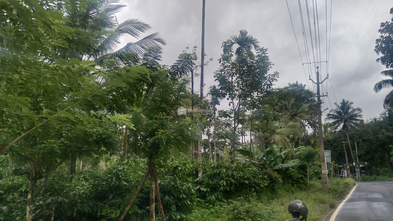 Agricultural Land Available For Sale in Nadavayal SulthanBathery Wayanad