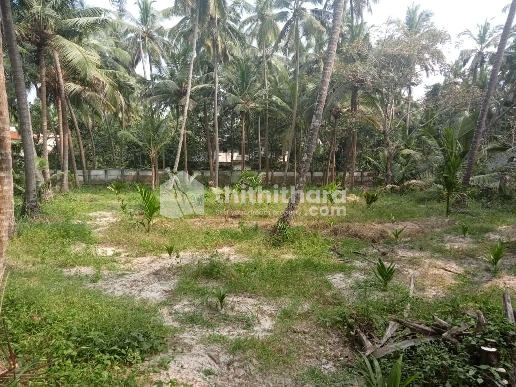 Residential Land Available for Sale in Payyoli Kozhikode
