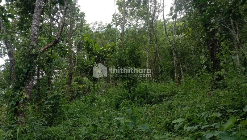Agricultural land for sale at Devikulam , Idukki