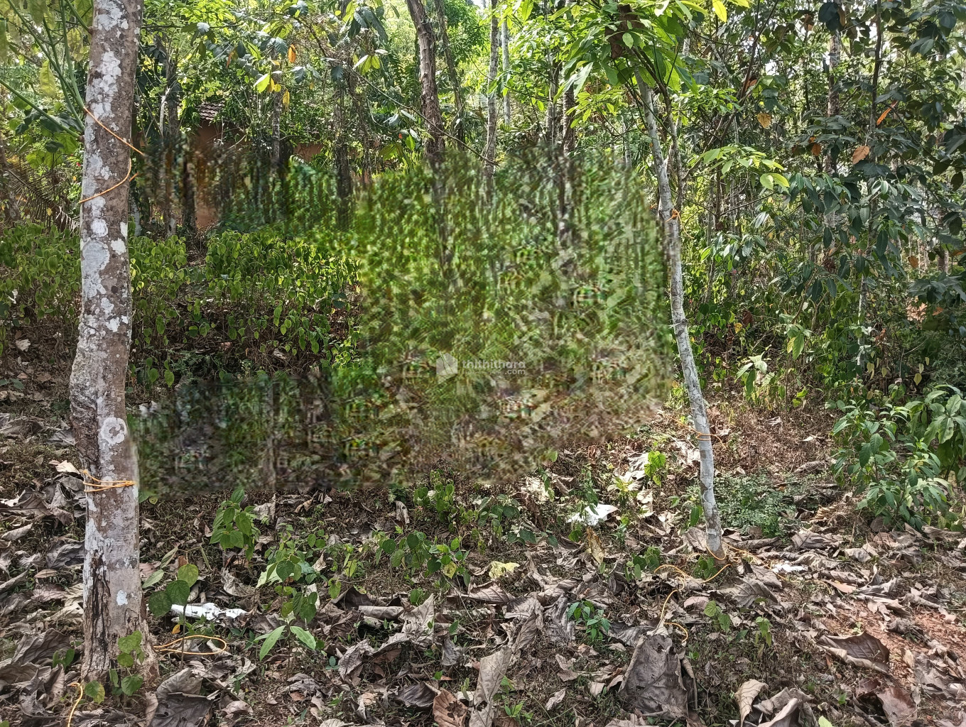 Retail Land for Sale in Kottarakkara Kollam