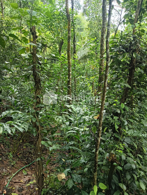 Residential Land Available for Sale in Udumbanchola Idukki